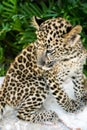 Portrait of An Amur Leopard standing on marble table