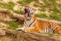 Portrait of an amur tiger in a zoo while yawning