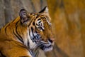 Portrait of Amur Tigers