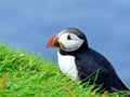 Portrait of the Atlantic puffin in profile. Wallpaper. Royalty Free Stock Photo