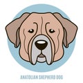 Portrait of Anatolian Shepherd dog. Vector illustration