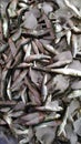 Portrait anchovies sprinkled with ice cubes at fish market ready for sale.