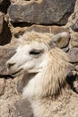 Portrait of an andean white llama