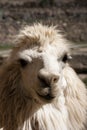 Portrait of an andean white llama