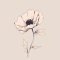 Minimalistic Watercolor Poppy Flower Drawing On Dark Beige Background Royalty Free Stock Photo