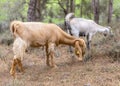 Portrait of Anglo-Nubian goats grazing in a forest in the mountains in Northern Cyprus