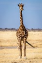 Portrait of a Angolan Giraffe ( Giraffa Camelopardalis Angolensis), Etosha National Park, Namibia.