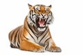 Portrait of an angry aggressive tiger on a white background