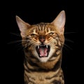 Bengal cat isolated on black background