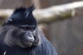 Portrait of an angry Black mangabey, Lophocebus aterrimus, seeing something nearby