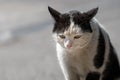 Portrait of an angry black and white cat from the gateway Royalty Free Stock Photo