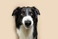 Portrait angry border collie puppy dog making a funny face. Isolated on beige background. Autumn season concept Royalty Free Stock Photo