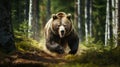 Portrait of an angry brown bear in a forest