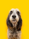 Portrait angry or cunning adult Blue Gascony Griffon dog. Dog emotion.. Isolated on yellow background. obedience concept