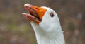 Portrait of an angry Emden goose Royalty Free Stock Photo