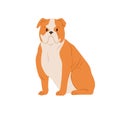 Portrait of angry English bulldog with wrinkled face. Serious British purebred bull dog with short hair and folded skin