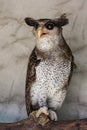 Portrait of angry frightened barred eagle-owl, also called the Malay eagle-owl, awaked and disturbed by strange sound