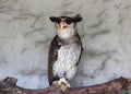 Portrait of angry frightened barred eagle-owl, also called the Malay eagle-owl, awaked and disturbed by strange sound