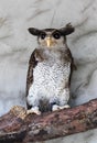 Portrait of angry frightened barred eagle-owl, also called the Malay eagle-owl, awaked and disturbed by strange sound