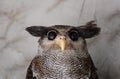 Portrait of angry frightened barred eagle-owl, also called the Malay eagle-owl, awaked and disturbed by strange sound