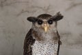 Portrait of angry frightened barred eagle-owl, also called the Malay eagle-owl, awaked and disturbed by strange sound