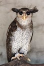 Portrait of angry frightened barred eagle-owl, also called the Malay eagle-owl, awaked and disturbed by strange sound