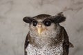 Portrait of angry frightened barred eagle-owl, also called the Malay eagle-owl, awaked and disturbed by strange sound