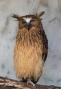 Portrait of angry frightened buffy fish owl, Ketupa ketupu, also known as the Malay fish owl, awaken and disturbed by