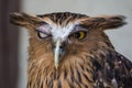 Portrait of angry frightened buffy fish owl, Ketupa ketupu, also known as the Malay fish owl, awaken and disturbed by