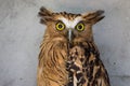 Portrait of angry frightened buffy fish owl, Ketupa ketupu, also known as the Malay fish owl, awaken and disturbed by