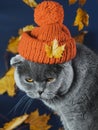 Portrait of an angry gray cat in an orange knitted hat. In the background, yellow leaves. Royalty Free Stock Photo
