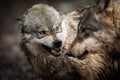 Portrait of Angry grey wolf in the forest Royalty Free Stock Photo