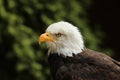 Portrait of a Bald Eagle with dark green background Royalty Free Stock Photo