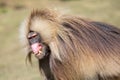 Portrait of an angry male gelada baboon displaying its teeth and gums