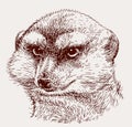 Portrait of an angry mongoose Royalty Free Stock Photo