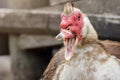 Portrait of an angry muscovy duck male