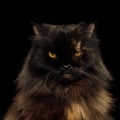 Red with Brown Adult Persian Cat on Black Background Royalty Free Stock Photo