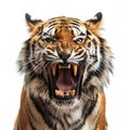 Portrait of angry and roaring tiger isolated on white background, AI Generated Royalty Free Stock Photo