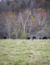 Portrait Angus cattle in autumn pasture Royalty Free Stock Photo