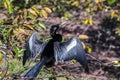 Portrait of Anhinga Royalty Free Stock Photo