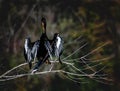 Portrait of an Anhinga Grooming His Feathers