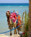 Portrait animal camel egypt against the background of the sea and sky