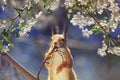 Portrait animal funny cute redhead squirrel stands on tree blooming white cherry buds in may Sunny garden Royalty Free Stock Photo