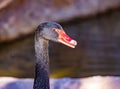 Portrait of animals, close up of the head and beak of a black swan. Royalty Free Stock Photo