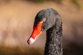 Portrait of animals, close up of the head and beak of a black swan. Royalty Free Stock Photo