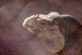 Portrait of animals, close up of the head of Rhinoceros iguana, Cyclura cornuta cornuta. Royalty Free Stock Photo