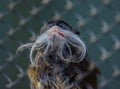 Portrait of animals, large bird, close up of the face of a mustachioed monkey, Saguinus imperator, Emperor Tamarin. Royalty Free Stock Photo