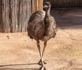 Portrait of animals, large bird, Emu, dromanius novaehollandie Royalty Free Stock Photo