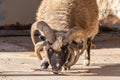 Portrait of animals,  Perhaps polycerate breed growing more than 2 horns Navajo churro sheep Royalty Free Stock Photo