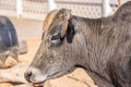 Portrait of animals, Perhaps polycerate breed growing more than 2 horns Navajo churro sheep